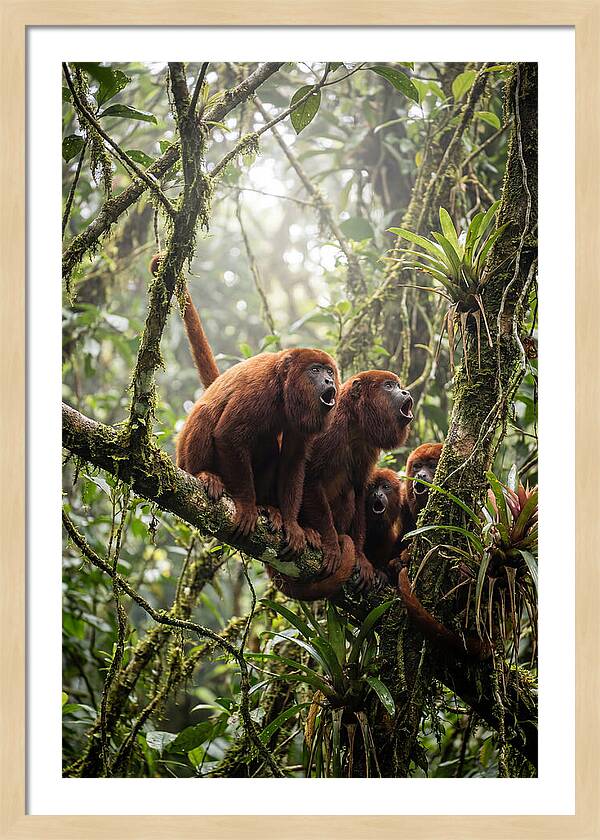 Howler Monkey Troop In Canopy