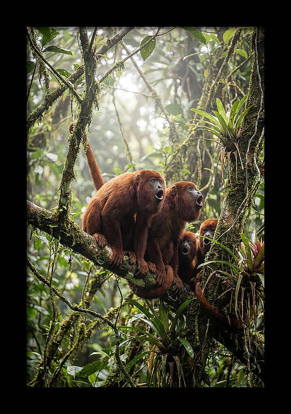 Howler Monkey Troop In Canopy