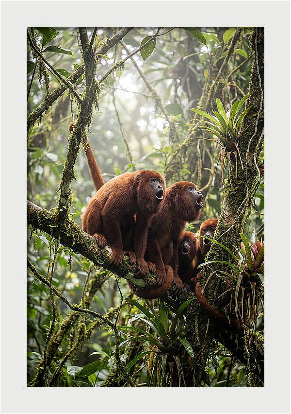 Howler Monkey Troop In Canopy