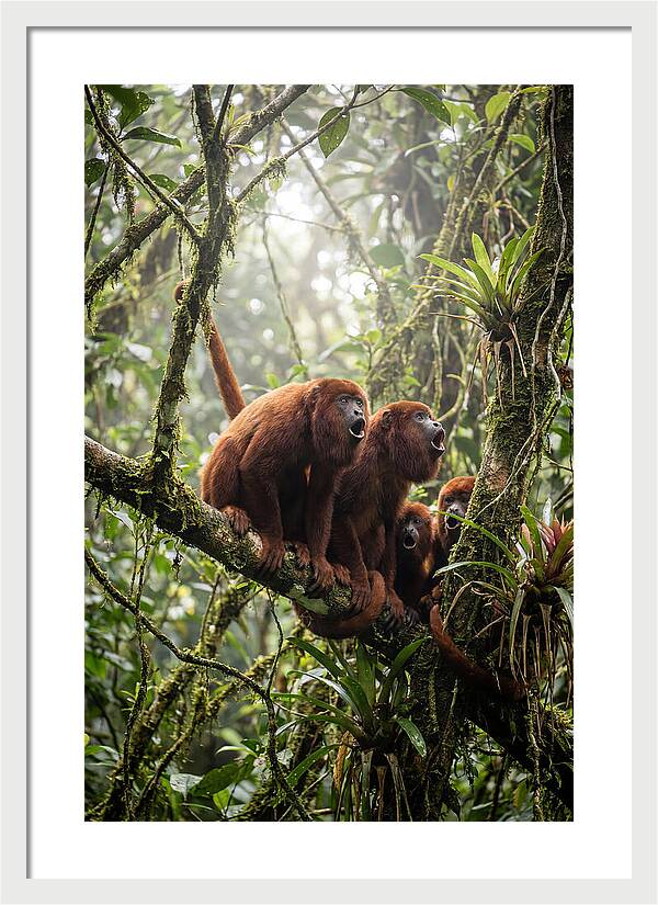 Howler Monkey Troop In Canopy