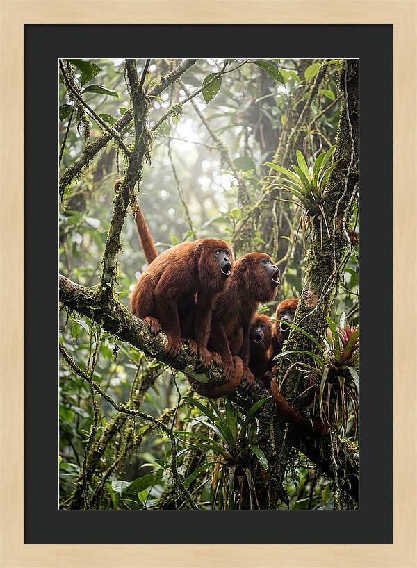 Howler Monkey Troop In Canopy
