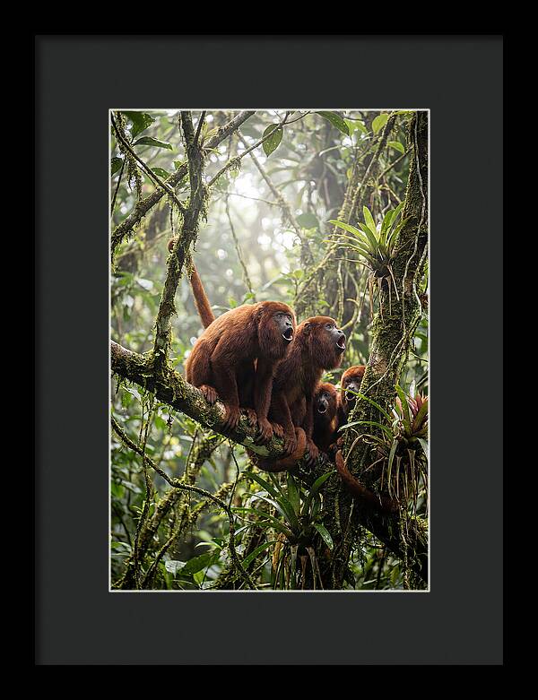 Howler Monkey Troop In Canopy