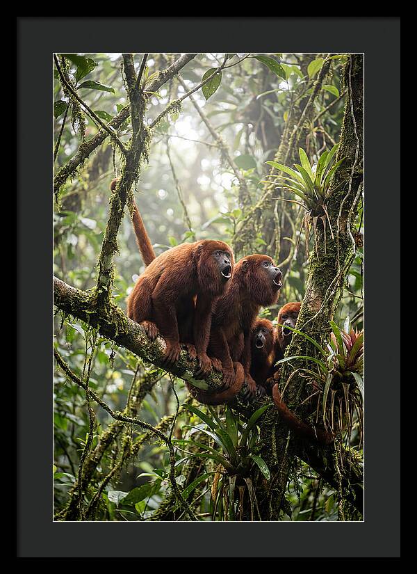 Howler Monkey Troop In Canopy
