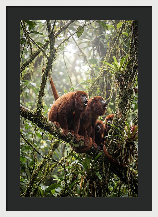 Howler Monkey Troop In Canopy