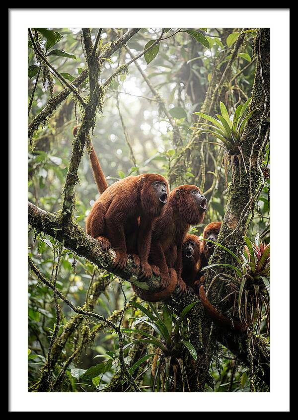 Howler Monkey Troop In Canopy