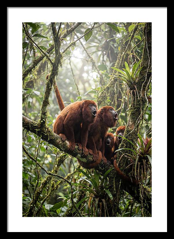 Howler Monkey Troop In Canopy