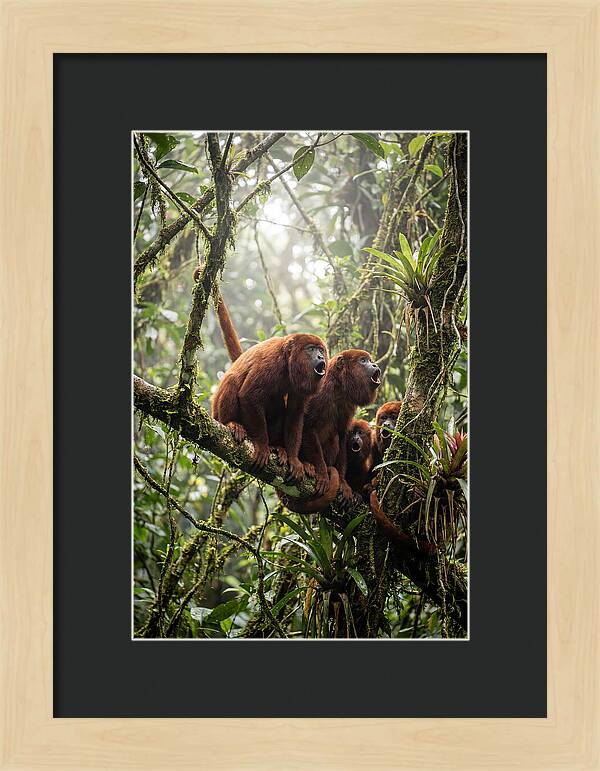 Howler Monkey Troop In Canopy