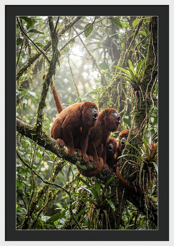 Howler Monkey Troop In Canopy