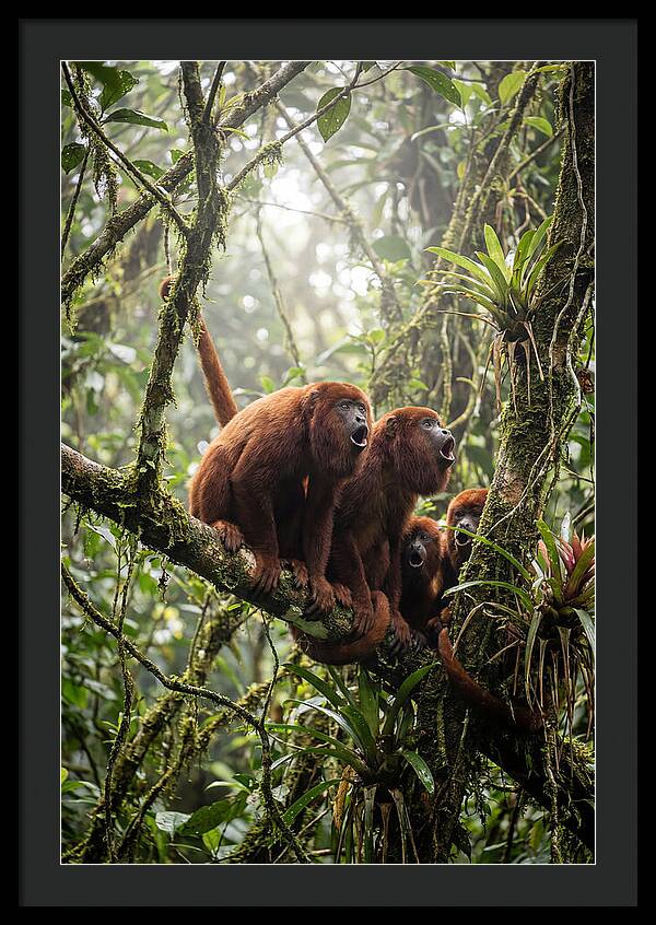 Howler Monkey Troop In Canopy