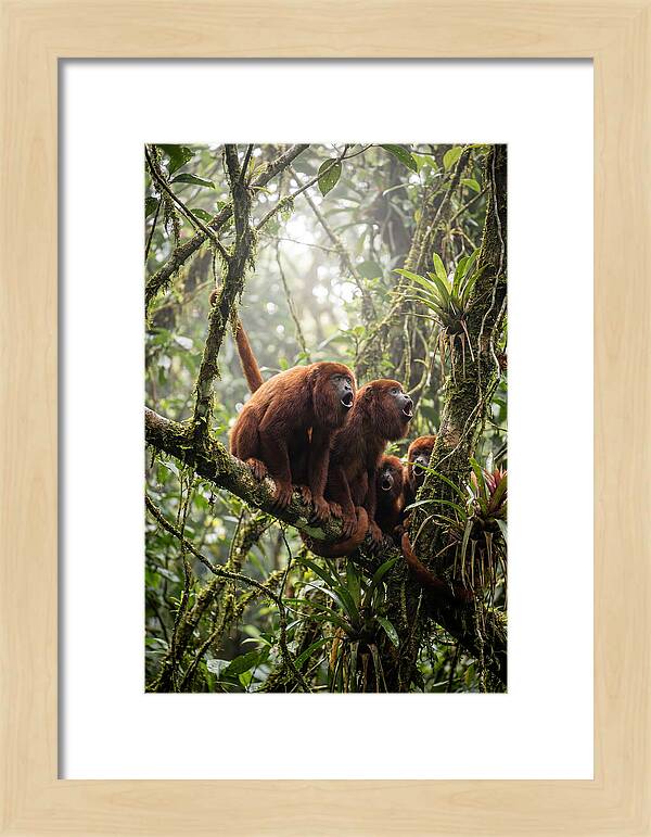 Howler Monkey Troop In Canopy