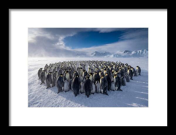 Huddled Together In The Cold