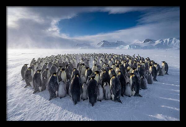 Huddled Together In The Cold