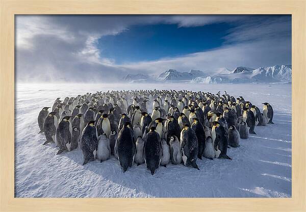 Huddled Together In The Cold