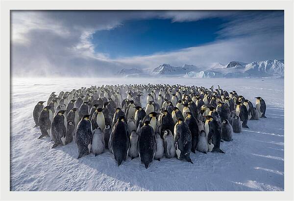Huddled Together In The Cold