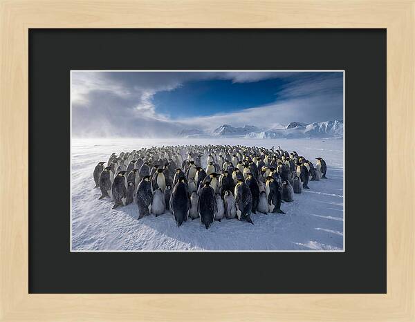 Huddled Together In The Cold