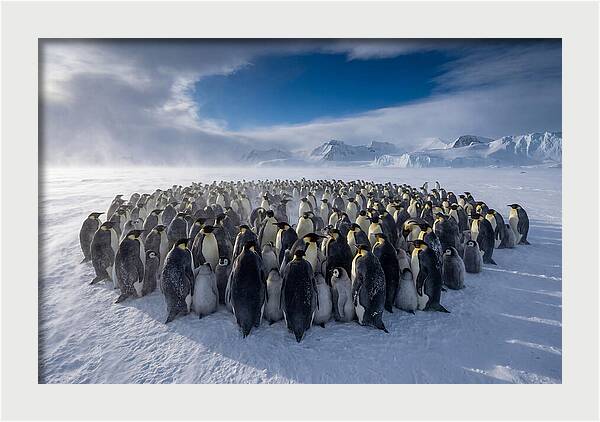 Huddled Together In The Cold