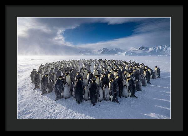 Huddled Together In The Cold