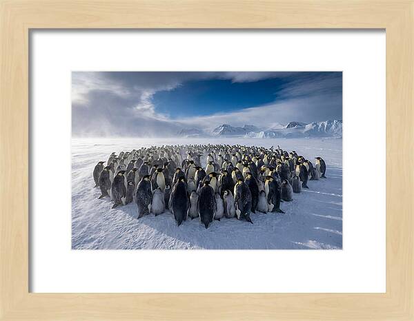 Huddled Together In The Cold