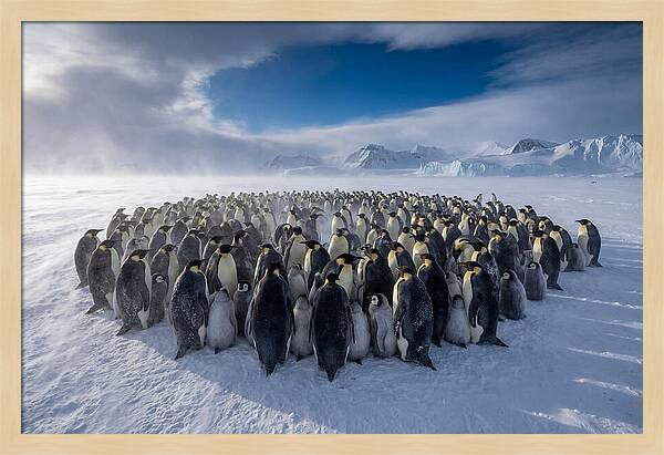 Huddled Together In The Cold