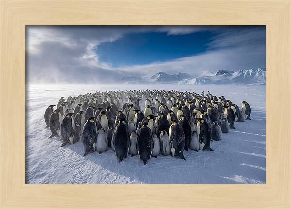 Huddled Together In The Cold