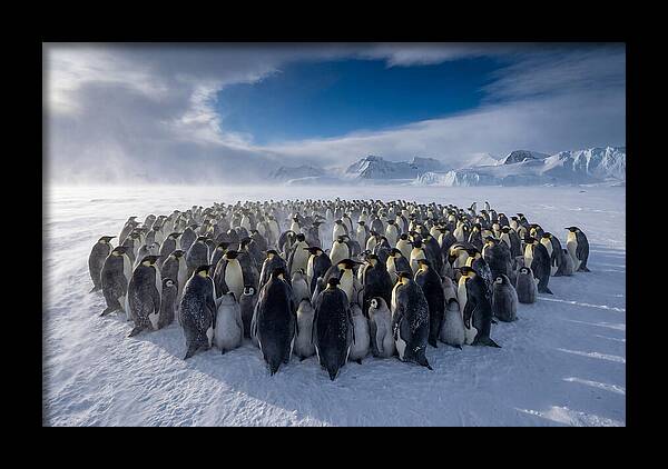 Huddled Together In The Cold