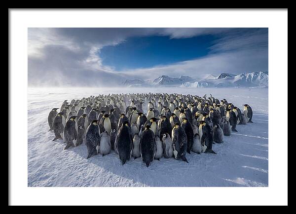 Huddled Together In The Cold
