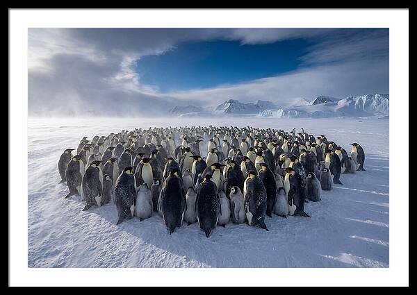 Huddled Together In The Cold