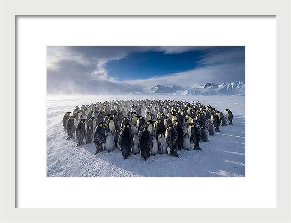 Huddled Together In The Cold