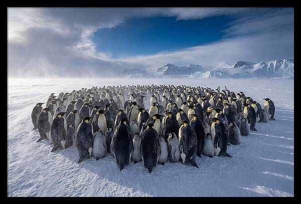 Huddled Together In The Cold