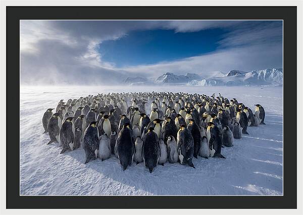 Huddled Together In The Cold