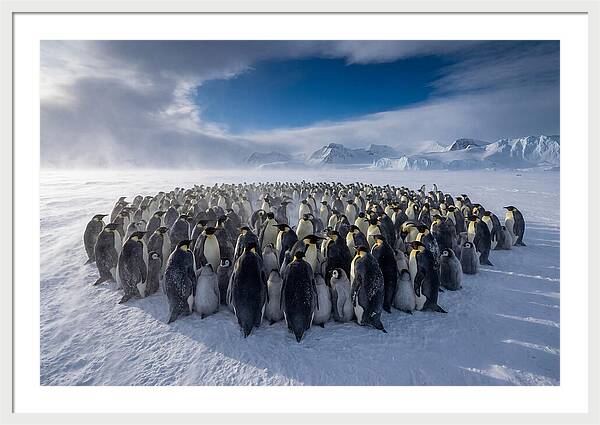 Huddled Together In The Cold