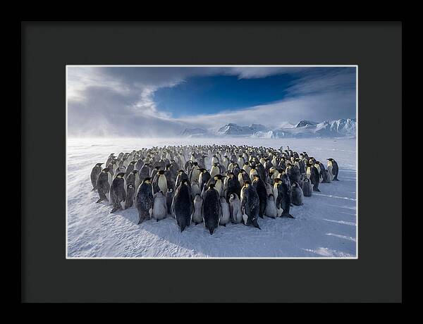 Huddled Together In The Cold