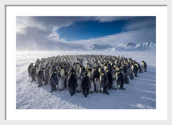 Huddled Together In The Cold