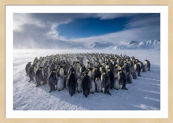 Huddled Together In The Cold
