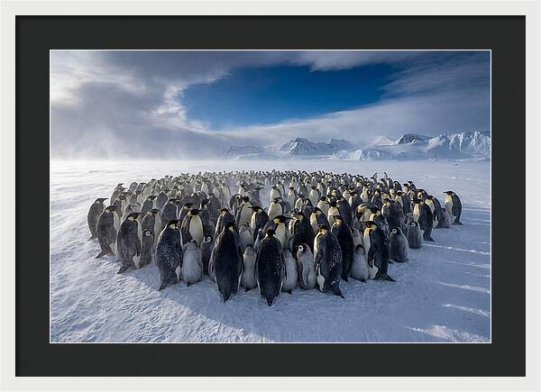 Huddled Together In The Cold