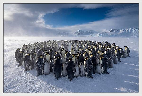 Huddled Together In The Cold