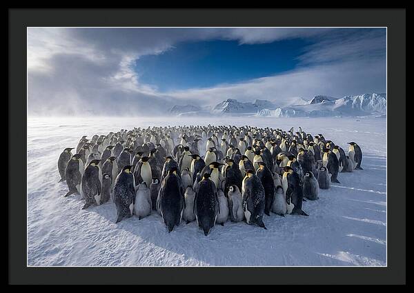 Huddled Together In The Cold