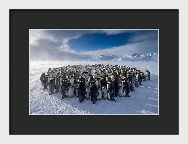 Huddled Together In The Cold
