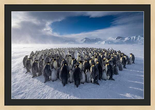 Huddled Together In The Cold