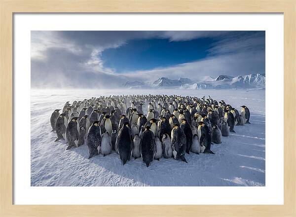 Huddled Together In The Cold