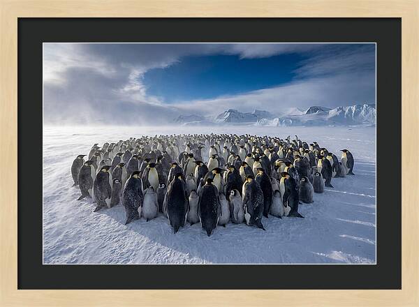 Huddled Together In The Cold