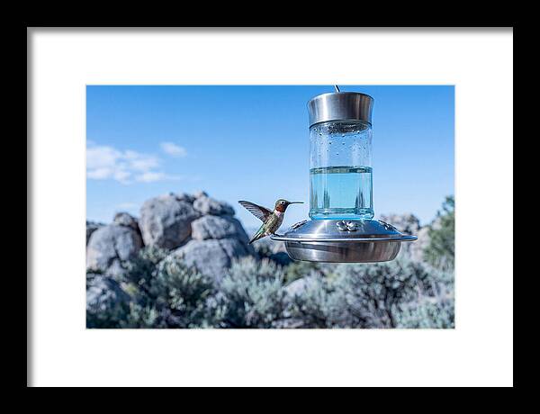 Hummingbird At Nectar Feeder