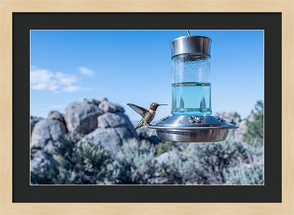 Hummingbird At Nectar Feeder