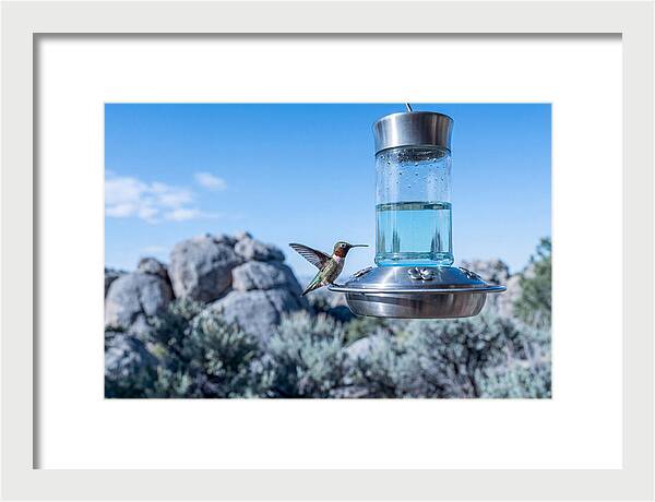 Hummingbird At Nectar Feeder