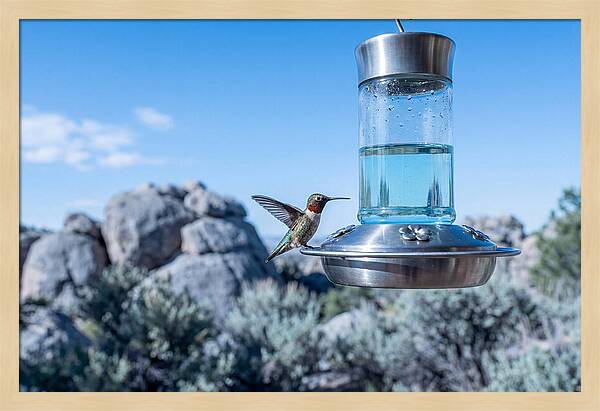 Hummingbird At Nectar Feeder