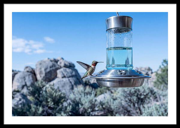 Hummingbird At Nectar Feeder