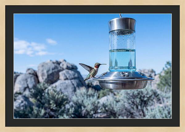 Hummingbird At Nectar Feeder