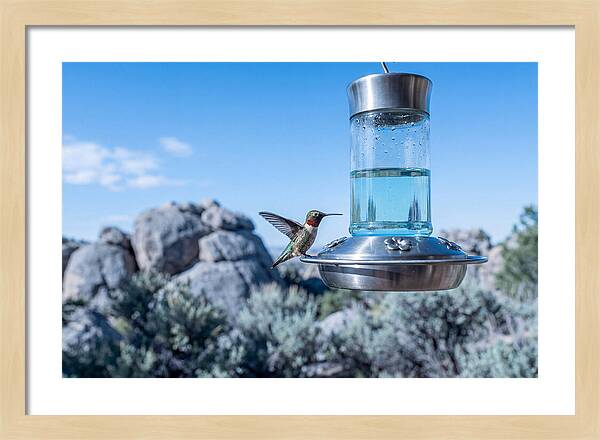 Hummingbird At Nectar Feeder