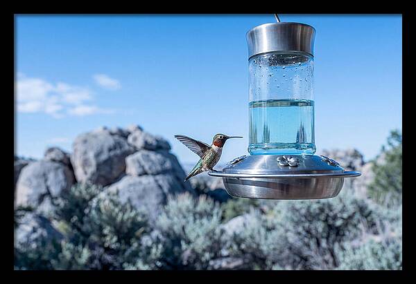 Hummingbird At Nectar Feeder