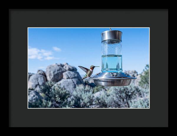 Hummingbird At Nectar Feeder